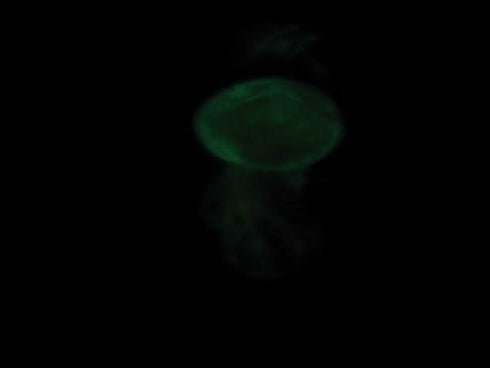 CASSDRAND 6" Glass Jellyfish Paperweight Green Color (Glow in Dark) - Jelly Fish Paper Weight