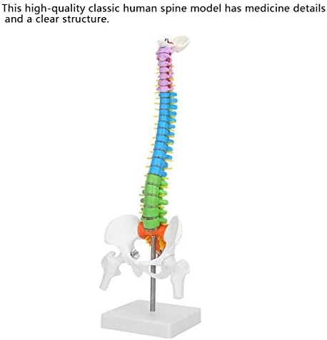 45cm/17.7in Human Spine Model Colored Flexible Scientific Anatomical Human Skeleton Spine Model Anatomy Model Including