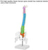45cm/17.7in Human Spine Model Colored Flexible Scientific Anatomical Human Skeleton Spine Model Anatomy Model Including