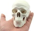 Ocean-Aquarius Mini Human Medical Anatomical Head Bone Skull Model, Educational Mini Model