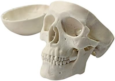 Ocean-Aquarius Mini Human Medical Anatomical Head Bone Skull Model, Educational Mini Model