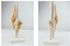 1:1 Knee Joint Simulation Model Medical Anatomy Human Life Size