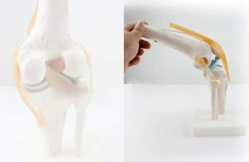 1:1 Knee Joint Simulation Model Medical Anatomy Human Life Size