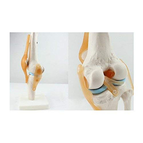 1:1 Knee Joint Simulation Model Medical Anatomy Human Life Size