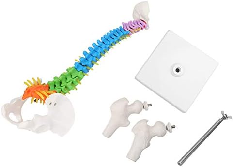 45cm/17.7in Human Spine Model Colored Flexible Scientific Anatomical Human Skeleton Spine Model Anatomy Model Including