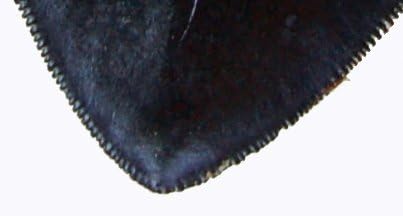 TYMXGHF 5.5 Inch #126 Prehistoric Planet Store Megalodon (Carcharodon megalodon) tooth, Black with Serrations (Replica)
