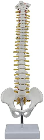 Beuiouer 45CM Human Spine with Pelvic Model Human Anatomical Anatomy Spine Model Spinal