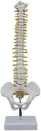 Beuiouer 45CM Human Spine with Pelvic Model Human Anatomical Anatomy Spine Model Spinal
