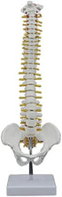 Beuiouer 45CM Human Spine with Pelvic Model Human Anatomical Anatomy Spine Model Spinal