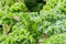 Simply Clean Foods Freeze Dried Organic Kale Powder - Non-GMO - Made