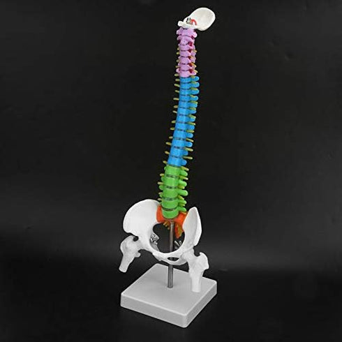 45cm/17.7in Human Spine Model Colored Flexible Scientific Anatomical Human Skeleton Spine Model Anatomy Model Including
