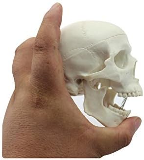 Ocean-Aquarius Mini Human Medical Anatomical Head Bone Skull Model, Educational Mini Model