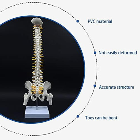 Beuiouer 45CM Human Spine with Pelvic Model Human Anatomical Anatomy Spine Model Spinal Column Model+Stand Fexible