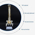 Beuiouer 45CM Human Spine with Pelvic Model Human Anatomical Anatomy Spine Model Spinal Column Model+Stand Fexible