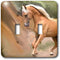 3dRose lsp_4799_2 Double Toggle Switch, Palomino Horse