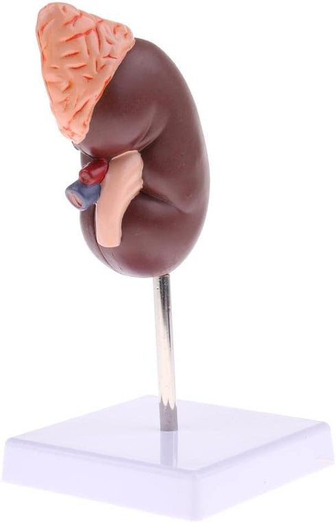 Luzhengyang 1:1 Human Anatomical Kidney Model Lifesize with Stand for Scientific Study | Anatomical Body Model