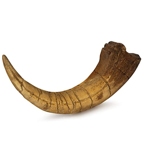 Pumnao Fossilized Teeth and Claws of Various Prehistoric Dinosaurs, Megalodon Shark Teeth, and
