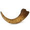 Pumnao Fossilized Teeth and Claws of Various Prehistoric Dinosaurs, Megalodon Shark Teeth, and