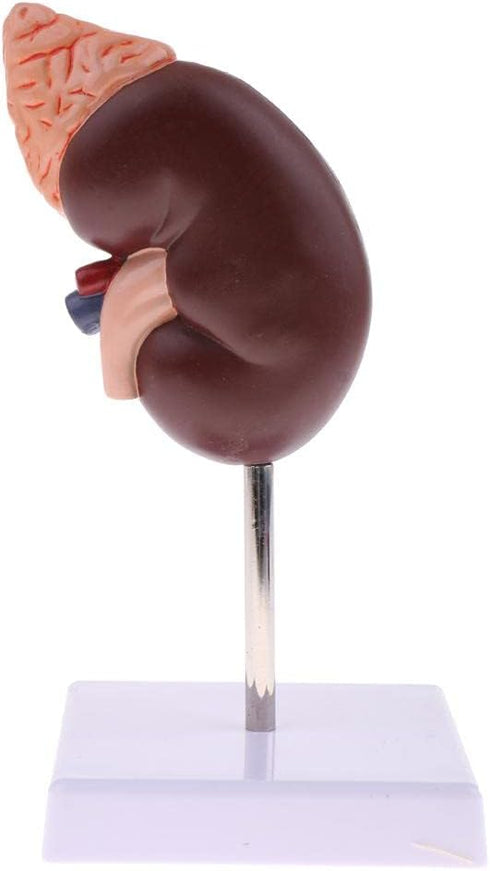 Luzhengyang 1:1 Human Anatomical Kidney Model Lifesize with Stand for Scientific Study | Anatomical Body Model