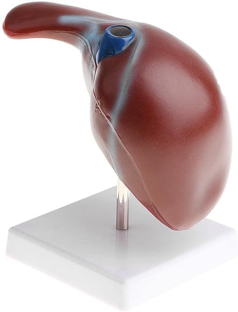 Luzhengyang 1:1 Human Liver Anatomical Model - Lifesize Teaching Display Kit for Science Biology Lab Supplies