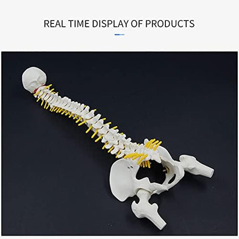 Beuiouer 45CM Human Spine with Pelvic Model Human Anatomical Anatomy Spine Model Spinal Column Model+Stand Fexible