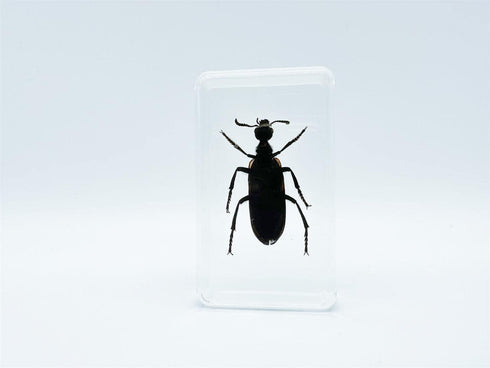BETENSH 2.4*1.4*0.7 (No.40) Assorted Styles of Beetle and Insect Specimens, Clear Amber Resin Material Ideal for Kids'