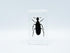 BETENSH 2.4*1.4*0.7 (No.40) Assorted Styles of Beetle and Insect Specimens, Clear Amber Resin Material Ideal for Kids'