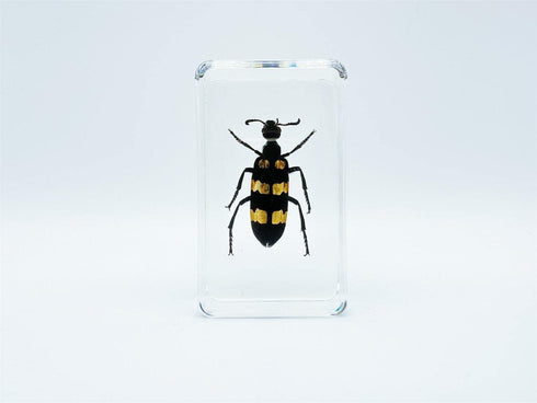 BETENSH 2.4*1.4*0.7 (No.40) Assorted Styles of Beetle and Insect Specimens, Clear Amber Resin Material Ideal for Kids'