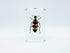 BETENSH 2.4*1.4*0.7 (No.40) Assorted Styles of Beetle and Insect Specimens, Clear Amber Resin Material Ideal for Kids'