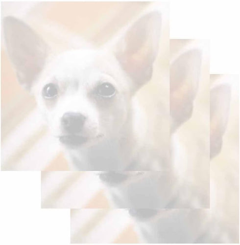 Chihuahua Dog Sticky Notes - Set of 3 - Animal Theme Design - Memo Pad for Office, Business, School Supplies