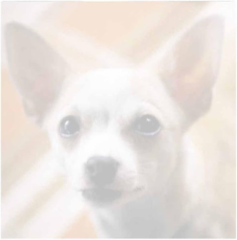 Chihuahua Dog Sticky Notes - Set of 3 - Animal Theme Design - Memo Pad for Office, Business, School Supplies