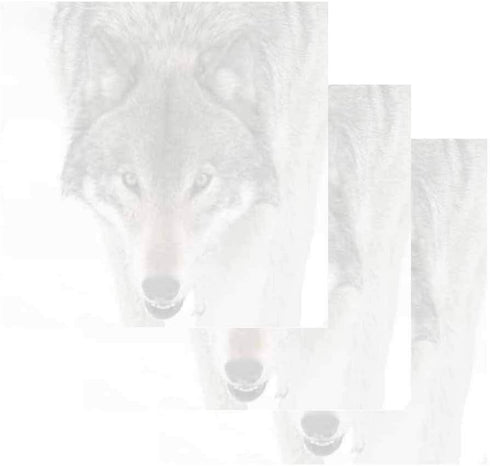 Wolf Face Sticky Notes - Set of 3, Wildlife Animal Theme Design, Stationery Gift, Paper Memo Pad for Office School