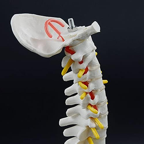 Beuiouer 45CM Human Spine with Pelvic Model Human Anatomical Anatomy Spine Model Spinal Column Model+Stand Fexible