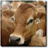 3dRose US50 KRS0004 12 Inch Jersey Dairy Cows, Rib Lake, Wisconsin - - Keith and Rebecca Snell Ceramic Tile