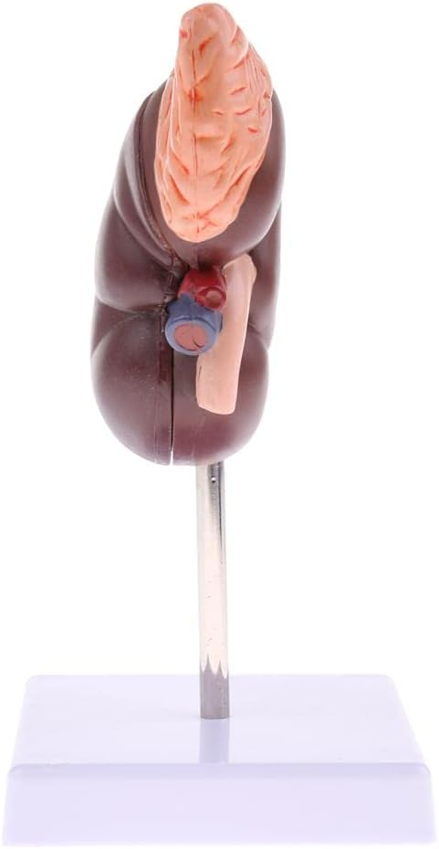 Luzhengyang 1:1 Human Anatomical Kidney Model Lifesize with Stand for Scientific Study |