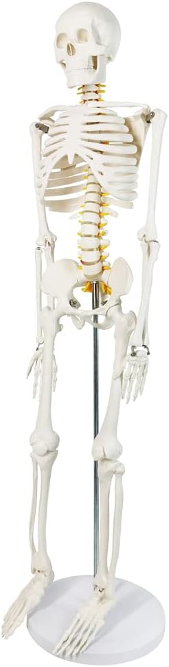 34 NEW HORIZON Human Skeleton Model for Anatomy Tall Life Size Skeleton with Detachable Metal Base for Classroom