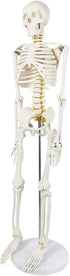 34 NEW HORIZON Human Skeleton Model for Anatomy Tall Life Size Skeleton with Detachable Metal Base for Classroom
