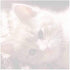 Kitten Face Sticky Notes - Set of 3 Animal Cat Theme Design, Paper Memo Pad for Office School Supplies