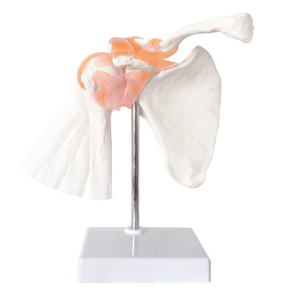 Anatomical Shoulder Joint Model, Medical Anatomy Skeleton, Human Body Ligament Replica for Doctors Office Educational