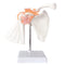 Anatomical Shoulder Joint Model, Medical Anatomy Skeleton, Human Body Ligament Replica for Doctors Office Educational