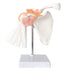 Anatomical Shoulder Joint Model, Medical Anatomy Skeleton, Human Body Ligament Replica for Doctors Office Educational