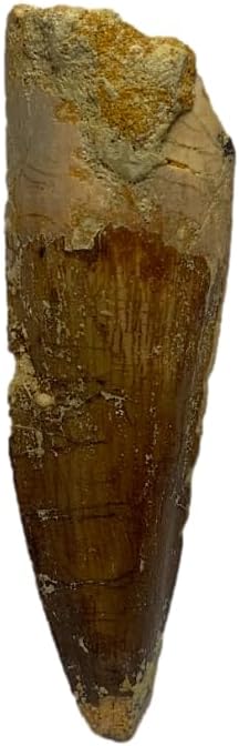 1.5" DINOSAURS ROCK Genuine Spinosaurus Dinosaur Fossil Tooth