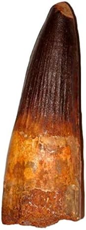 Dinosaur Tooth Replicas - Megalodon & T-Rex Collection
