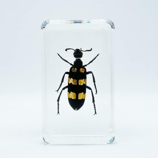 BETENSH Assorted Styles of Beetle and Insect Specimens, Clear Amber Resin Material Ideal