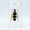 BETENSH Assorted Styles of Beetle and Insect Specimens, Clear Amber Resin Material Ideal