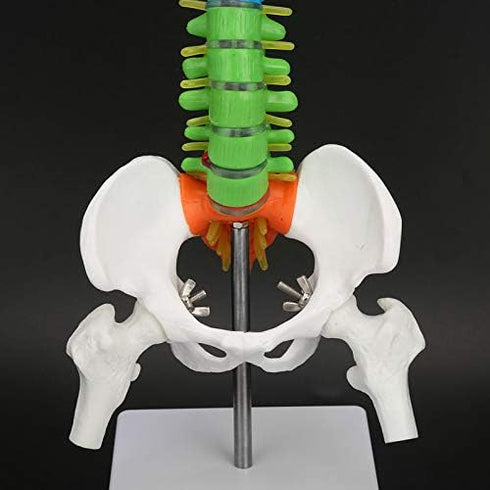 45cm/17.7in Human Spine Model Colored Flexible Scientific Anatomical Human Skeleton Spine Model Anatomy Model Including