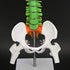 45cm/17.7in Human Spine Model Colored Flexible Scientific Anatomical Human Skeleton Spine Model Anatomy Model Including
