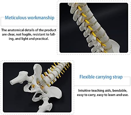 Beuiouer 45CM Human Spine with Pelvic Model Human Anatomical Anatomy Spine Model Spinal Column Model+Stand Fexible