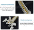 Beuiouer 45CM Human Spine with Pelvic Model Human Anatomical Anatomy Spine Model Spinal Column Model+Stand Fexible
