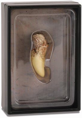 Collecta T-Rex Tooth Replica in Display Case